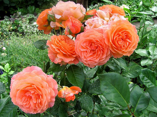 Английские розы: сорта, фото, уход