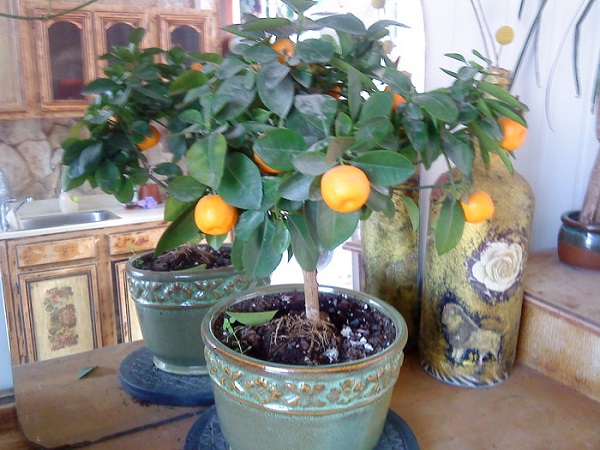 Апельсин в домашних условиях из косточки