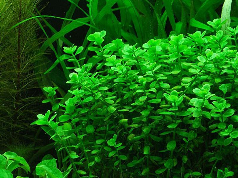 Бакопа аквариумная: выращивание и уход, фото