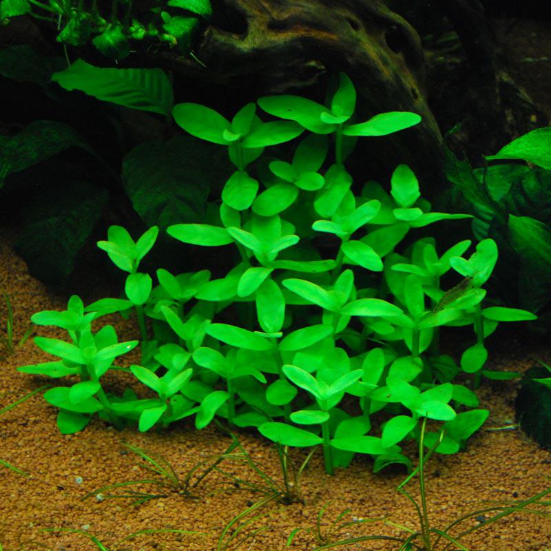Бакопа аквариумная: выращивание и уход, фото