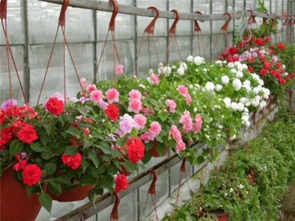 Бальзамин садовый: описание, уход и выращивание