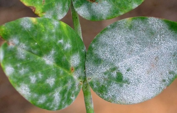 Белый налет на листьях барбариса: причины и лечение