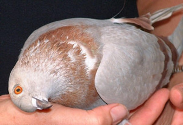 Болезни голубей: симптомы, профилактика и лечение