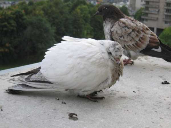 Болезни голубей: симптомы, профилактика и лечение