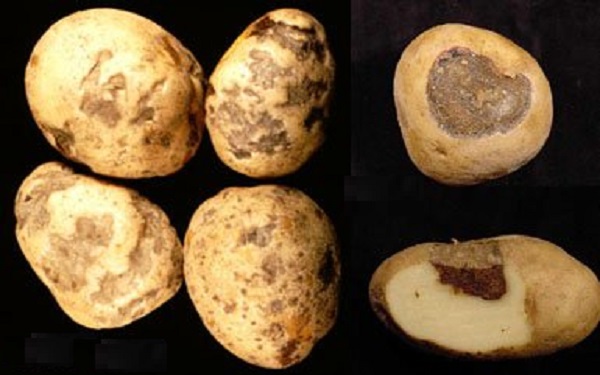 Болезни картофеля с фото и описанием, лечением