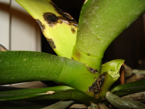 Болезни орхидей фаленопсис: их лечение с фото