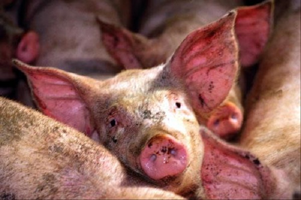Болезни свиней и их симптомы: фото