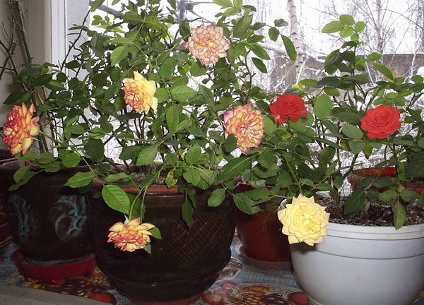 Чайная роза: уход в домашних условиях
