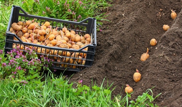 Чем и как удобрять землю после уборки картофеля