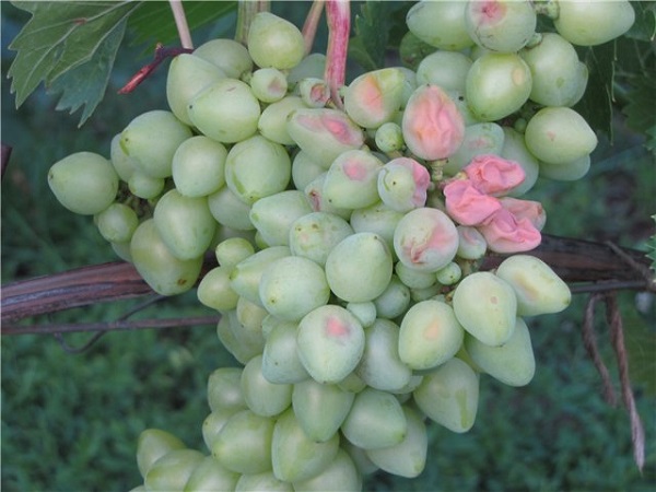 Чем опрыскивать виноград летом от болезней