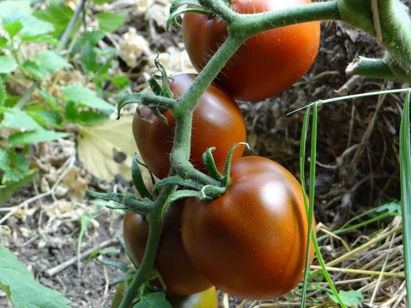 Черные сорта помидоров: фото и описание