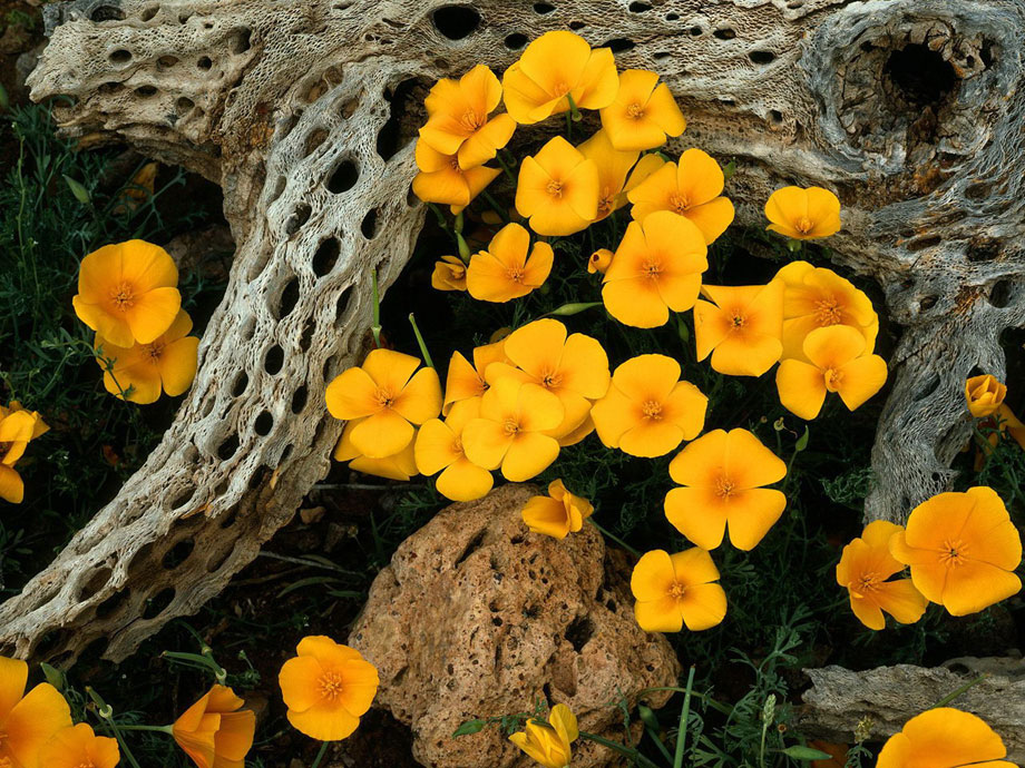 Цветок эшшольция: выращивание, посадка и уход