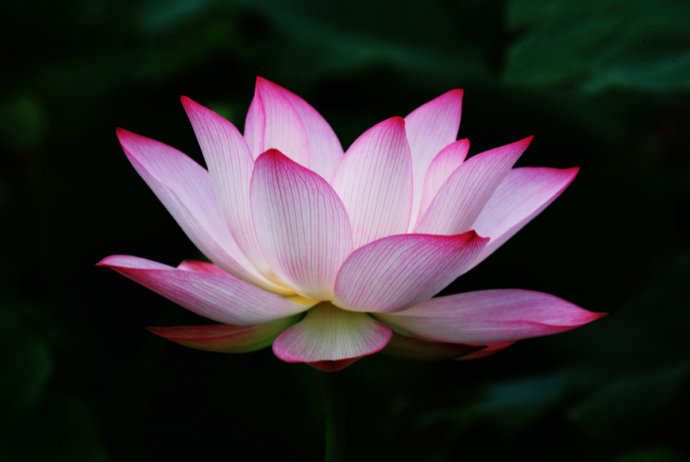Цветок лотос: фото, выращивание и уход