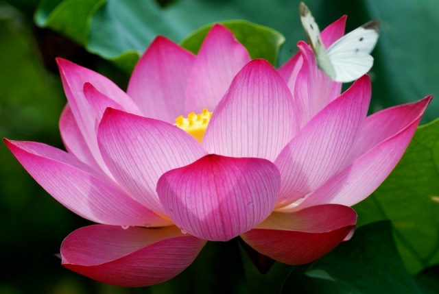 Цветок лотос: фото, выращивание и уход