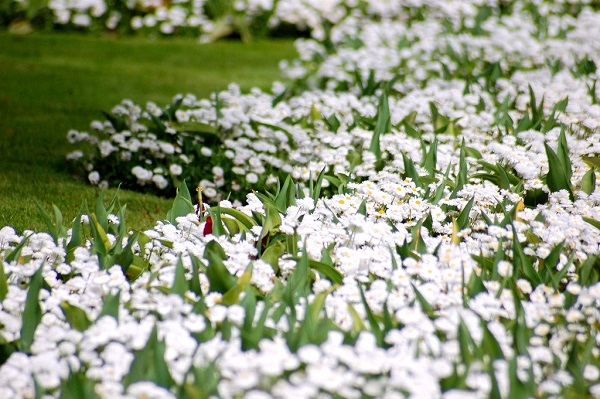 Цветы, цветущие белыми цветами: фото и описание