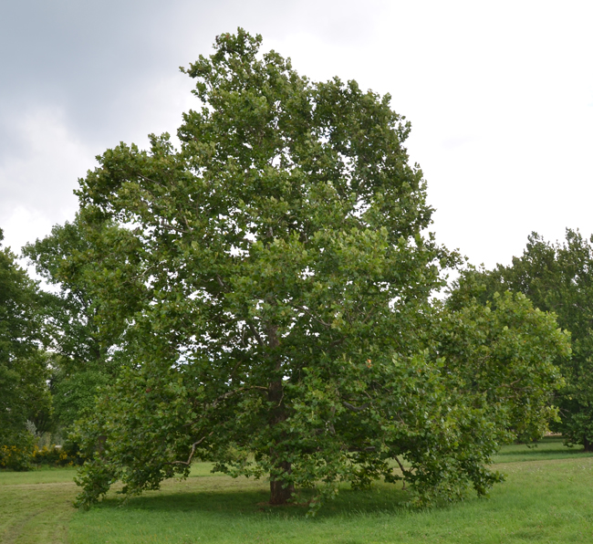 Дерево Платан: фото и описание