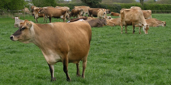 Джерсейская порода коров: описание, фото, цена