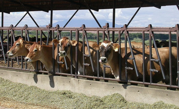 Джерсейская порода коров: описание, фото, цена