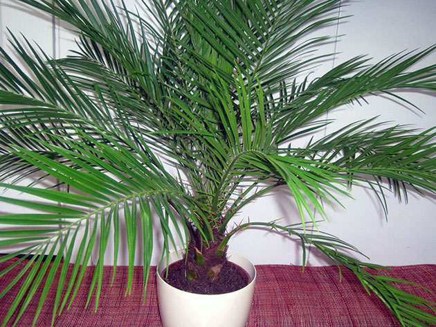 Финиковая пальма из косточки в домашних условиях: видео