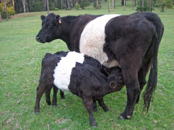 Галловейская порода коров: обзор, фото и видео