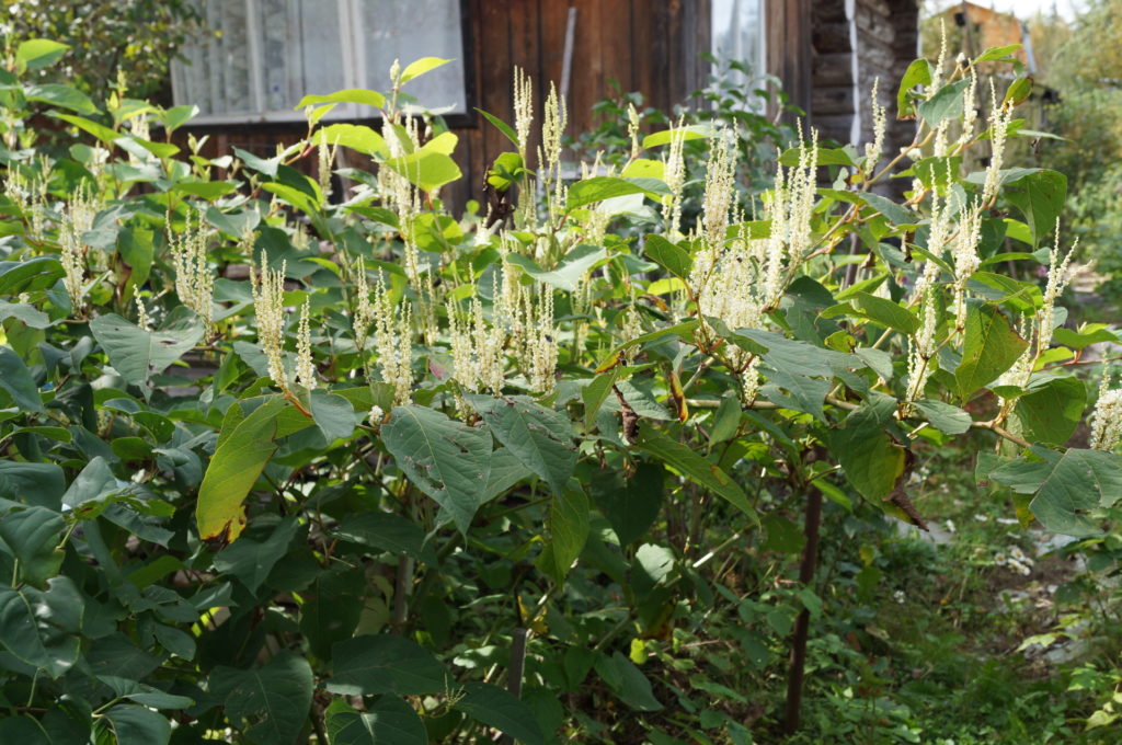 Горец сахалинский: выращивание и уход, фото
