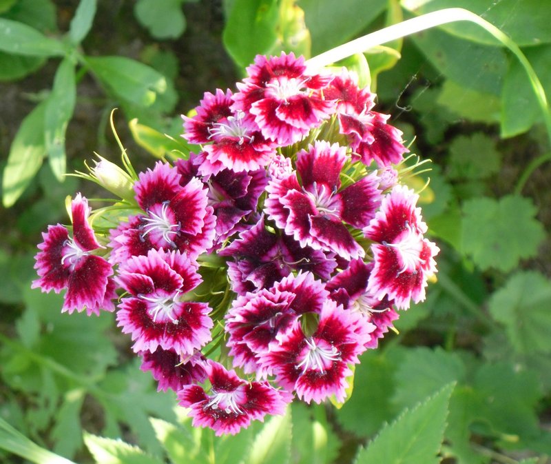 Гвоздика садовая многолетняя: посадка и уход, фото