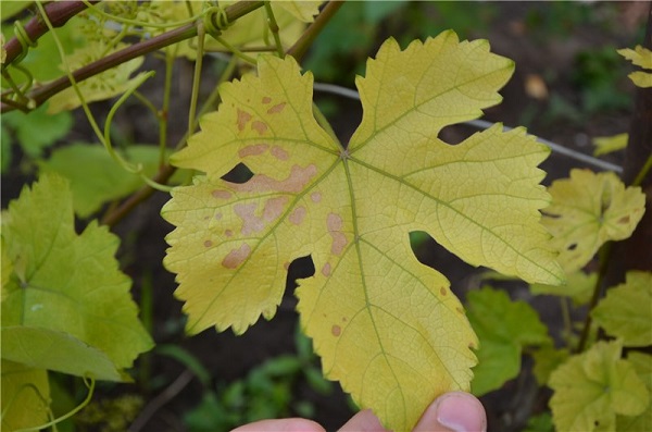 Хлороз винограда: фото, причины и лечение