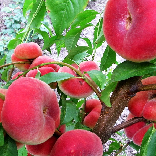 Инжирный персик: фото, описание, выращивание