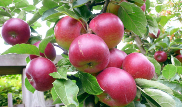 Яблони для Подмосковья: лучшие сорта с фото и описанием