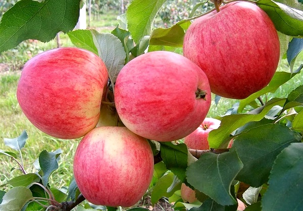 Яблоня сорта «Юный натуралист»: фото и описание, выращивание