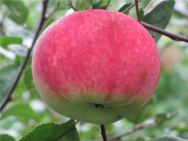 Яблоня сорта «Юный натуралист»: фото и описание, выращивание