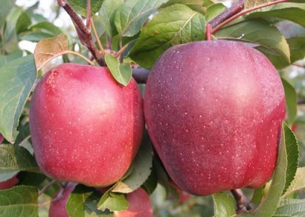 Яблоня сорта Макинтош: фото и описание