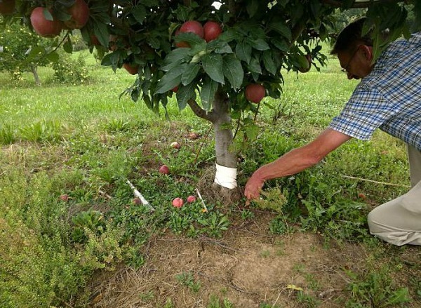 Как и чем удобрить яблони осенью