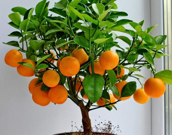 Как пересадить мандариновое дерево в домашних условиях