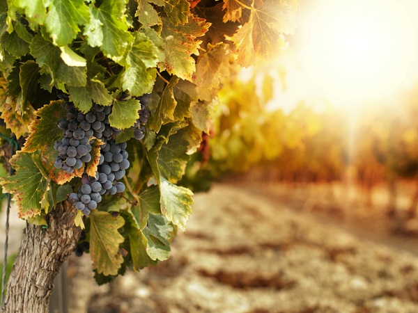 Как пересадить взрослый виноград