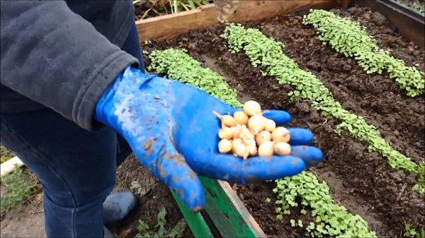 Как посадить лук под зиму на репку: видео
