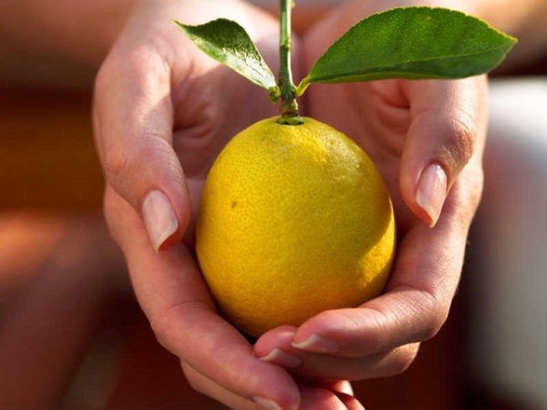 Как привить лимон в домашних условиях