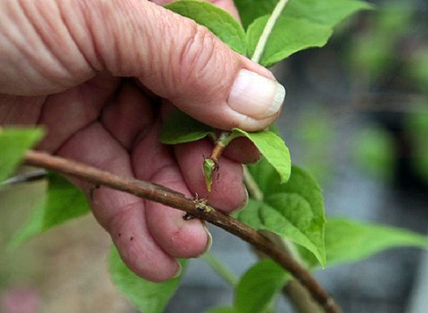 Как размножается жасмин садовый