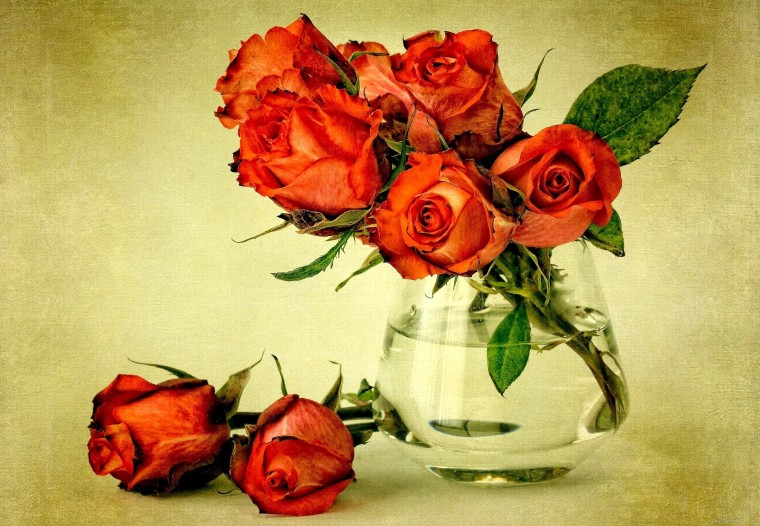 Как сохранить срезанные розы свежими в вазе подольше