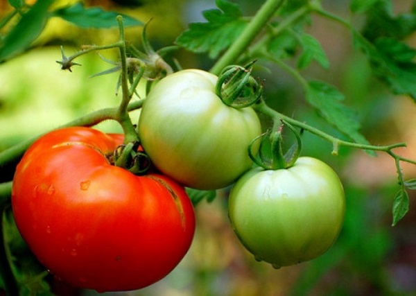 Как уберечь помидоры от фитофторы в теплице