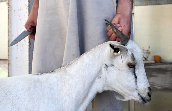 Как убивать и разделать козу на мясо: видео