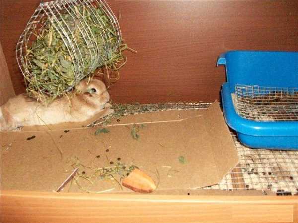 Как ухаживать за декоративными кроликами в домашних условиях