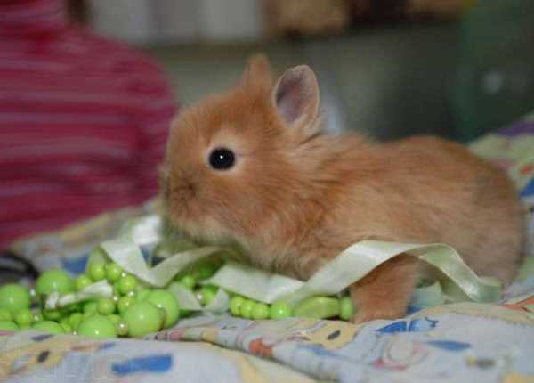 Как ухаживать за декоративными кроликами в домашних условиях