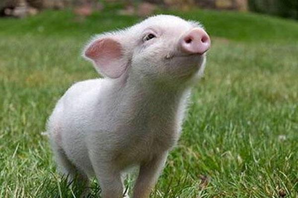 Как ухаживать за свиньями в домашних условиях