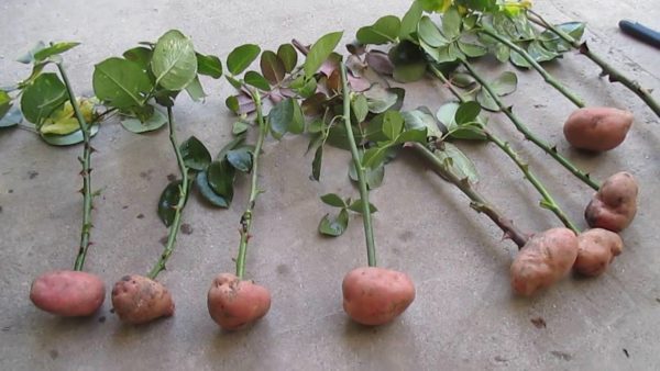 Как укоренить розу в картошке