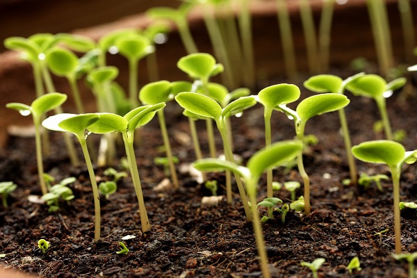 Как вырастить клематис из семян