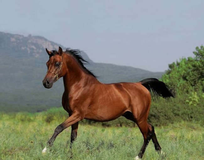 Какие породы лошадей разводят в России