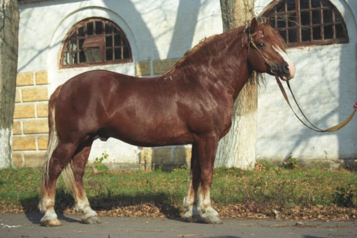 Какие породы лошадей разводят в России