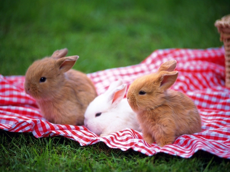 Карликовые декоративные кролики