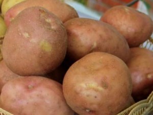Картофель сорта Ирбитский: фото и описание